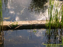 HWY 17 #231 - © Cameron Bevers